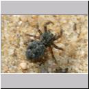 Sitticus pubescens - Springspinne 01a 4mm - Sandgrube.jpg